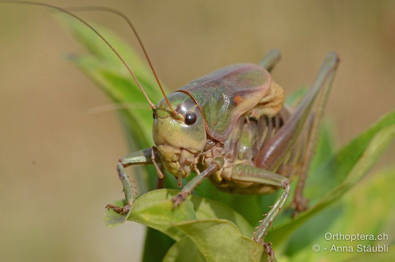 Psorodonotus illyricus ♀ - HR, Istrien, Račja Vas, Dol, 24.07.2015