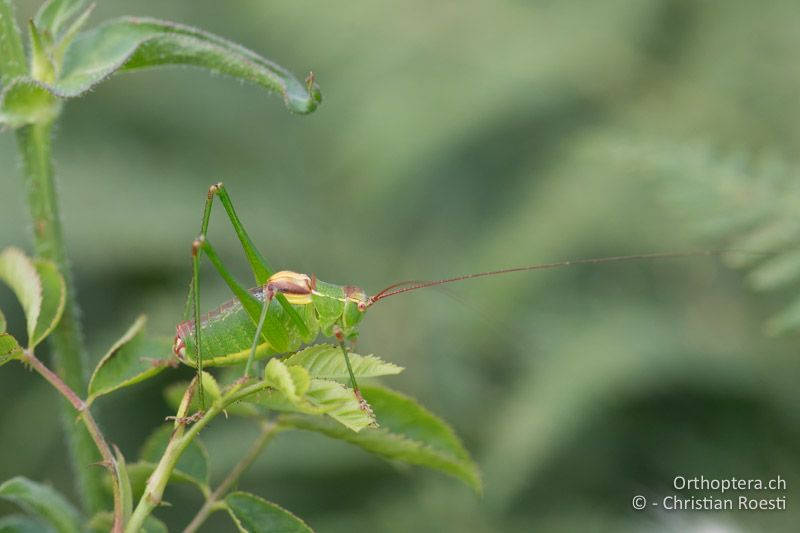 Ancistrura nigrovittata ♂ - BG, Pasardschik, Streltscha, 10.07.2018