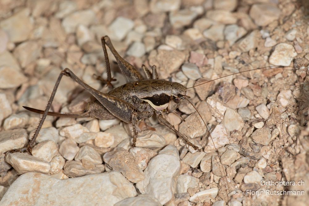 Pholidoptera femorata ♀ - GR, Westgriechenland, Anaktorio, 21.06.2024