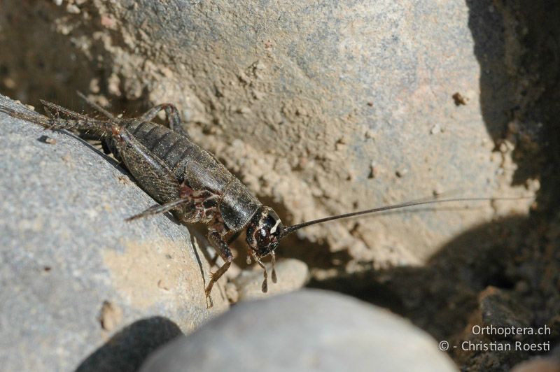 Larve von Modicogryllus frontalis ♂ im letzten Stadium - DE, Baden-Württemberg, Buggingen, 12.05.2007