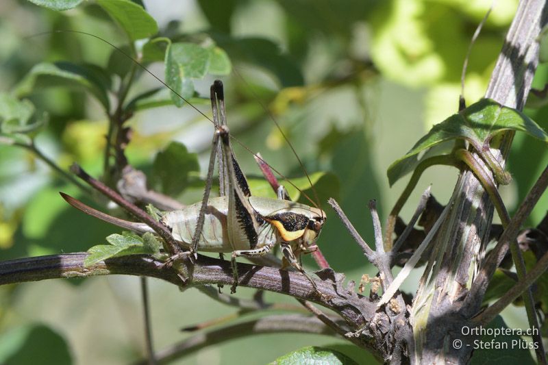 Eupholidoptera smyrnensis ♀ - GR, Zentralmakedonien, Mt. Hortiatis, 04.07.2017