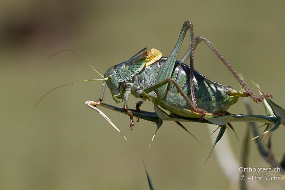 Polysarcus denticauda ♂ - GR, Ostmakedonien, Mt. Pangeon, 06.07.2013