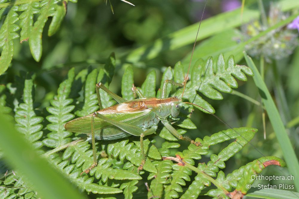 Tettigonia balcanica ♂ - BG, Blagoevgrad, Waldlichtung vor Raslog bei Bansko, 14.07.2018