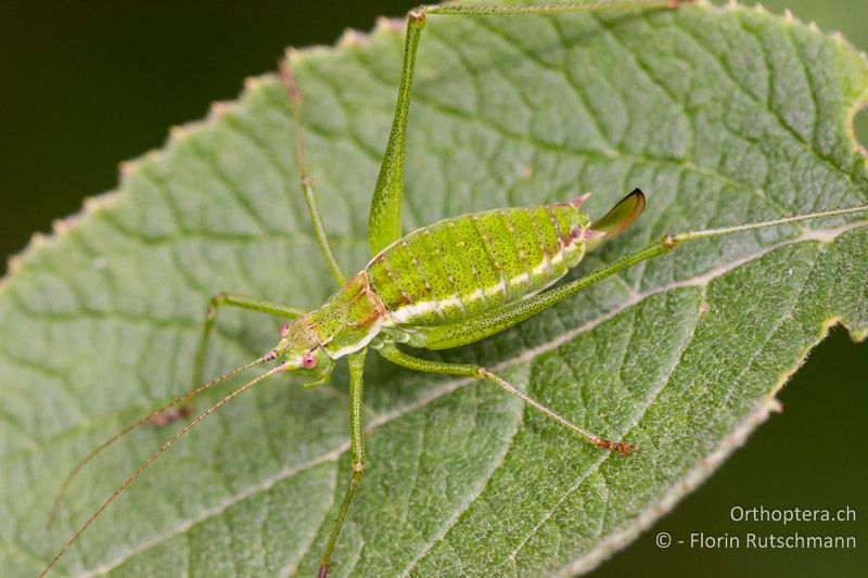 Leptophyes albovittata ♀ - CH, GR, Sent, 16.08.2008