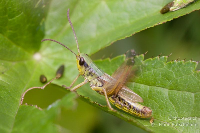 Pseudochorthippus parallelus ♂, singend - SI, Bohinj, Bohinjska Bistrica, 14.07.2010