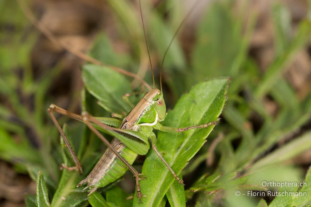 Modestana modesta - HR, Lika-Senj, Velebit Nationalpark, 28.07.2014