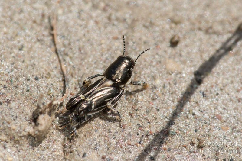 Xya variegata ♂ - GR, Mittlgriechenland, Mt. Iti, 14.06.2015