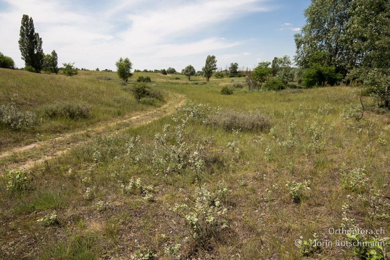 Schütter bewachsene Sanddünen - HU, Südliche Grosse Tiefebene, Kecskemét, 08.07.2016