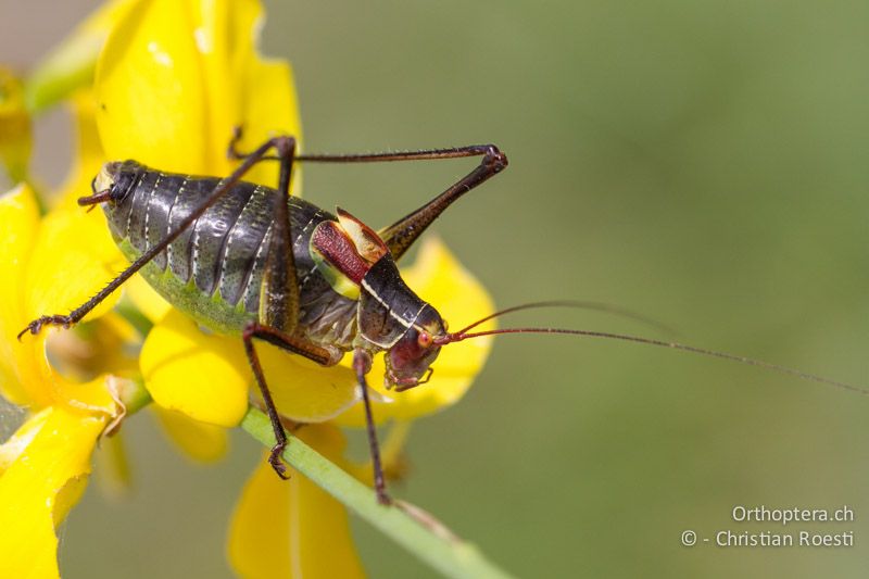 Barbitistes yersini ♂ - HR, Istrien, Trget, 05.06.2014