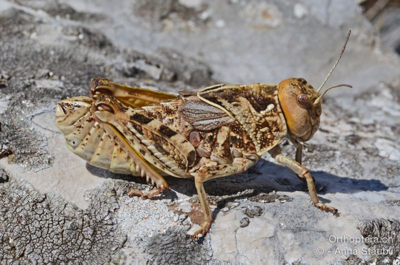 Prionotropis hystrix hystrix ♀ - HR, Istrien, Mala Učka, 21.07.2015