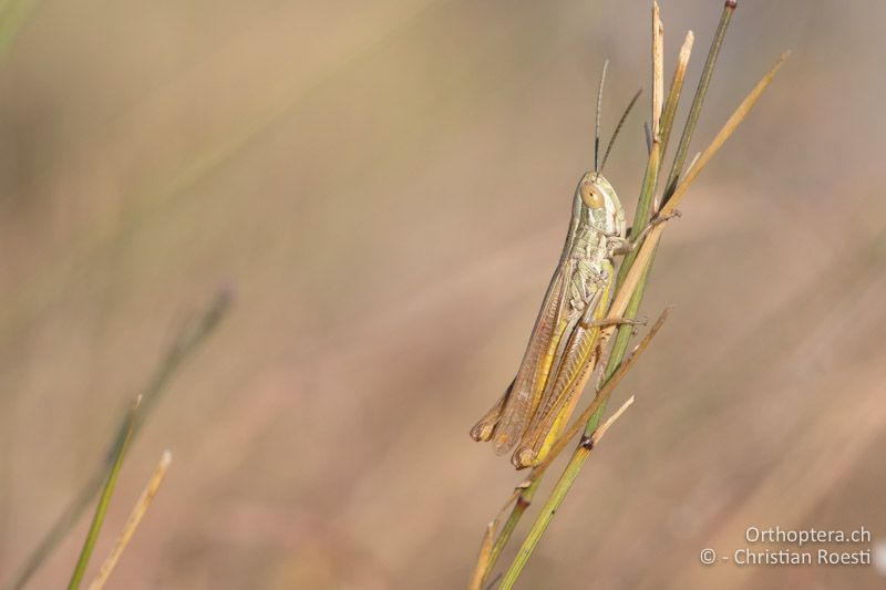 Euchorthippus pulvinatus ♂ - RU, Dobrudscha, Gura Dobrogei, 26.07.2020