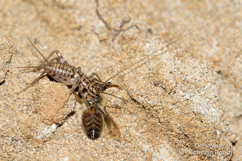 Grosse Larve von Gryllomorpha dalmatina ♂ frisst an toter Honigbiene - HR, Dalmatien, Mljet, 29.07.2021