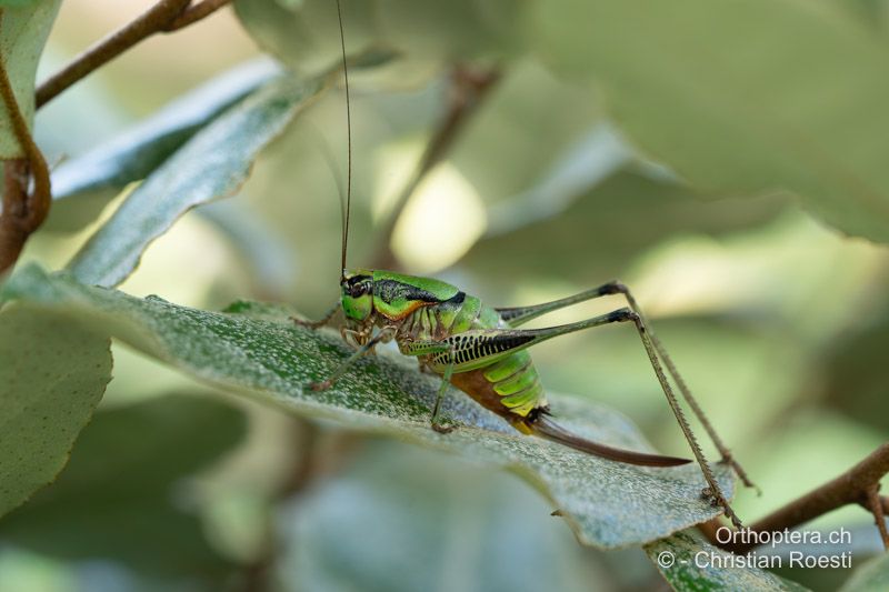 Eupholidoptera schmidti ♀, im Schatten ruhend bei warmen Tagestemperaturen - ALB, Gjirokastra, Tepelena, 20.06.2024