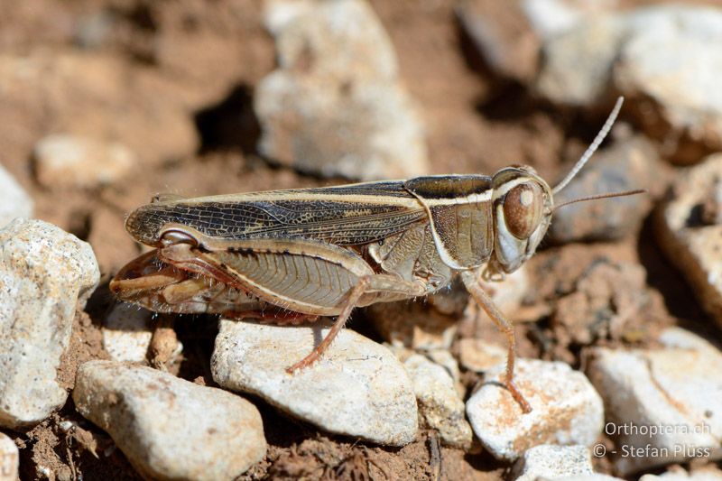 Calliptamus barbarus ♂ - FR, Col des Portes, 06.07.2014