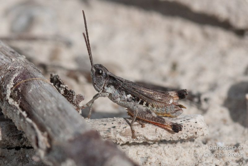 Chorthippus pullus ♂ - DE, Bayern, Vorderriss, 04.08.2008