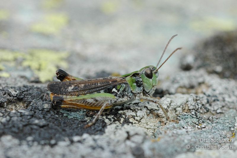 Myrmeleotettix maculatus ♂. Aus dieser seitlichen Perspektive sind die abgeflachten, keulenförmigen Spitzen der Fühler nicht gut ersichtlich - IT, Piemont, Colle di Sampeyre, 06.08.2006