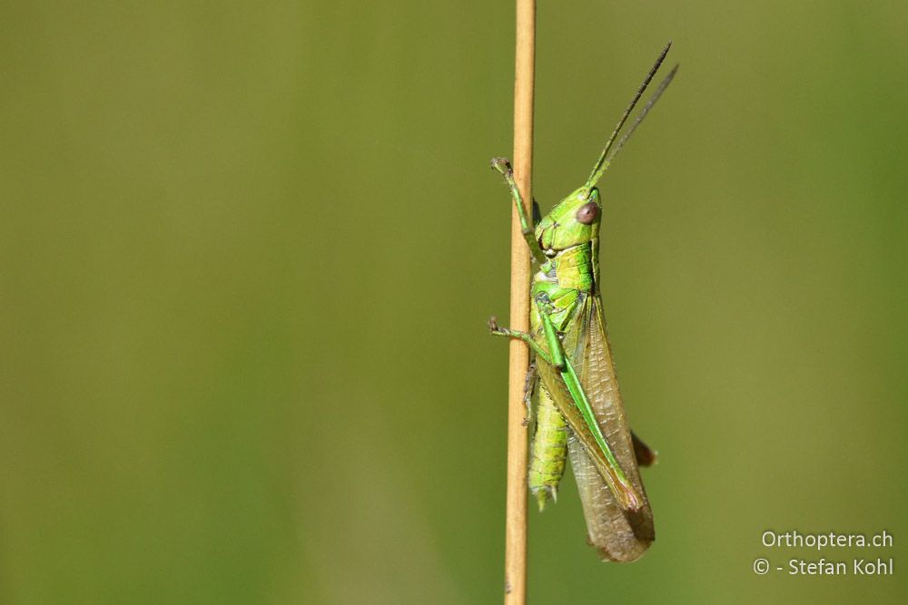 Kleine Goldschrecke (Euthystira brachyptera) ♂ macropter - BG, Sofia, Kopriwschtiza, 11.07.2018