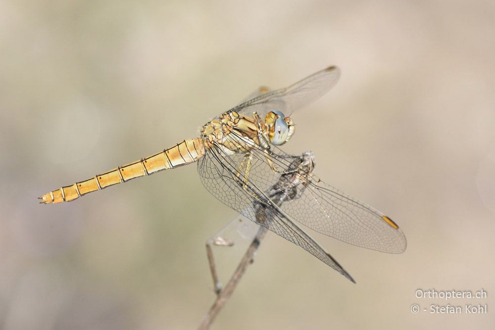 Südlicher Blaupfeil (Orthetrum brunneum) ♀ - BG, Blagoewgrad, Ribnik an der Struma, 13.07.2018