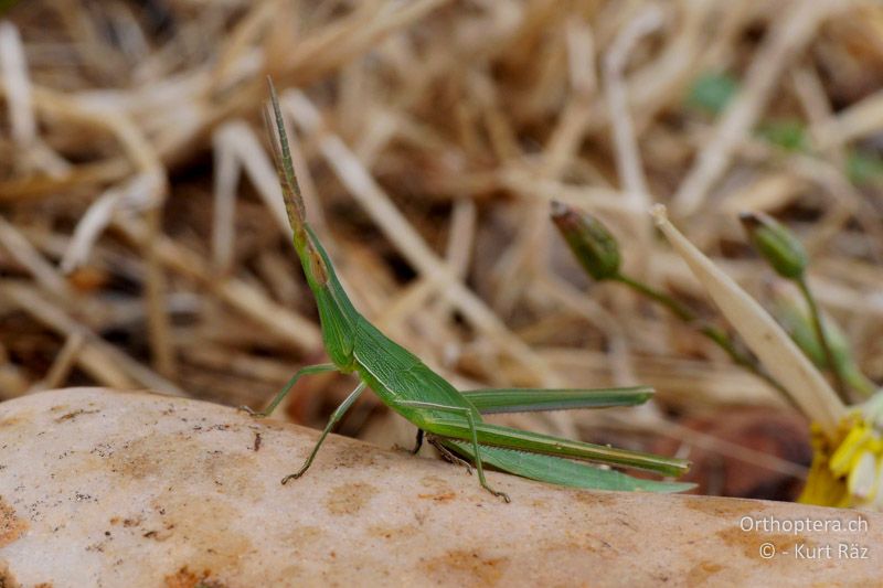 Larve der Gewöhnlichen Nasenschrecke (Acrida ungarica mediterranea) - FR, Canal de Vergière, 07.07.2014