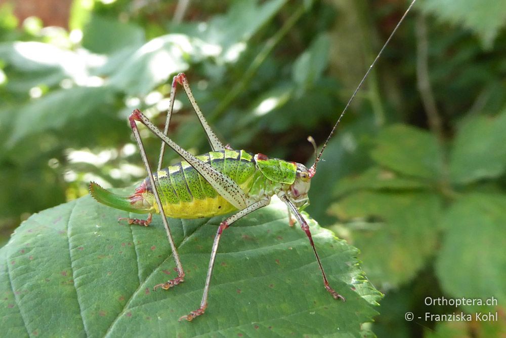 Poecilimon thoracicus ♀ - BG, Chaskowo, Matochina, 09.07.2018