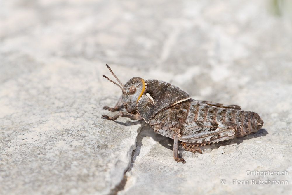 Larve der Gesägten Steinschrecke (Prionotropis hystrix hystrix) - HR, Istrien, Učka-Gebirge, 11.06.2014