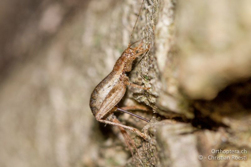 Eiablage von Arachnocephalus vestitus ♀ - FR, Var, La Môle, 25.09.2014