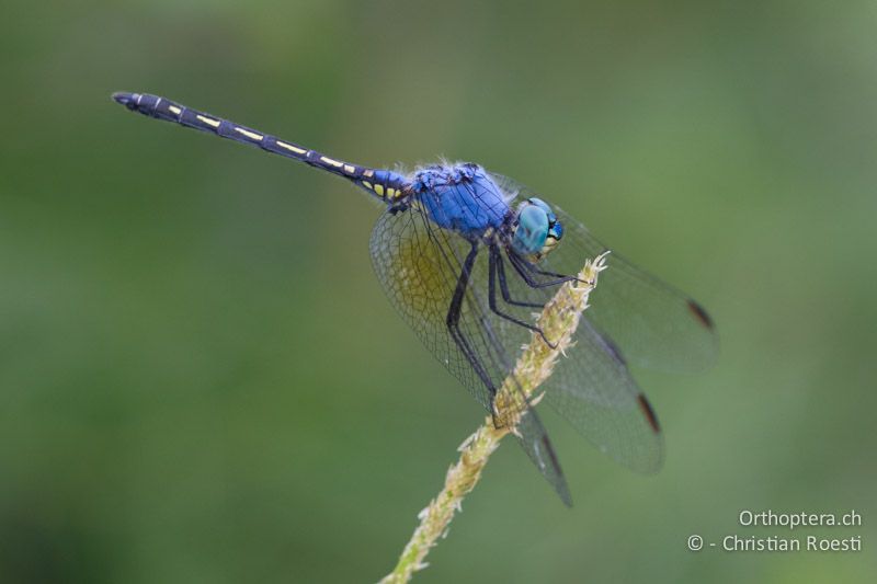 Trithemis stictica, Jaunty Dropwing ♂ - SA, Limpopo, Nylsvlei Nature Reserve, 29.12.2014