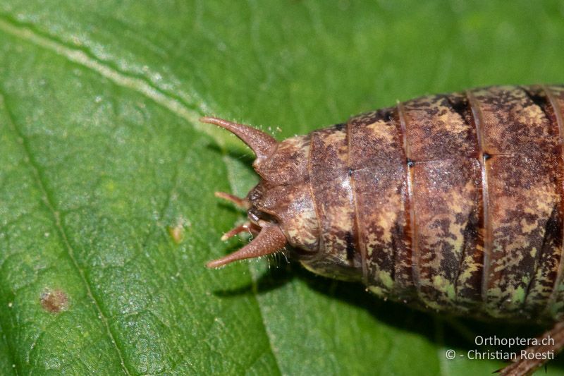 Hinterleibsende von seitlich oben von Rhacocleis annulata ♂ - CH, SO, Nuglar, ex situ, 08.09.2020