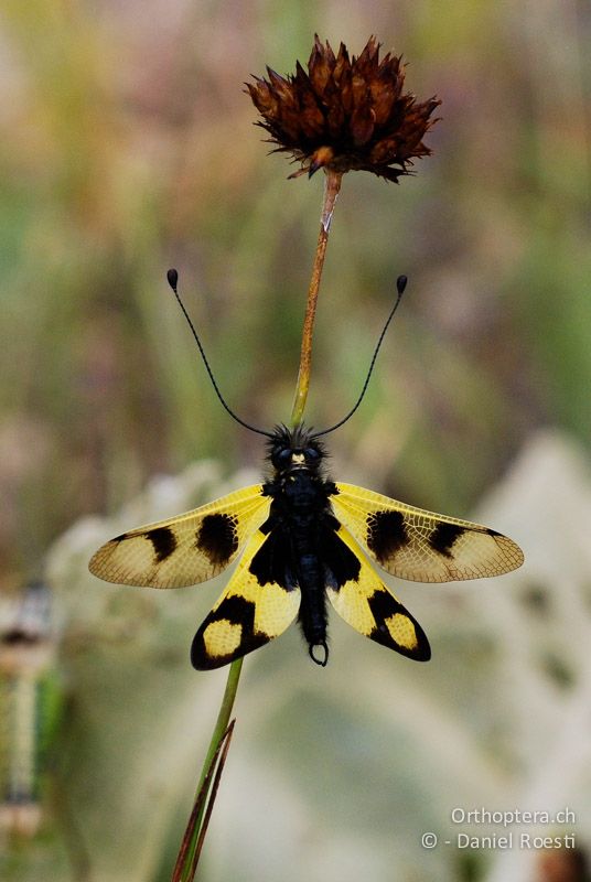 Östlicher Schmetterlingshaft (Libelloides macaronius) - GR, Westmakedonien, Mt. Vernon, 10.07.2013