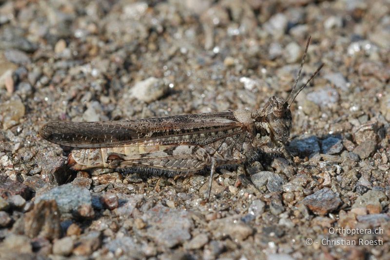 Acrotylus patruelis ♀ - CH, TI, Arzo, 07.09.2006