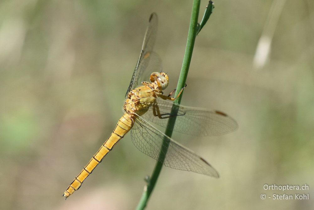 Kleiner Blaupfeil (Orthetrum coerulescens anceps) ♀ - BG, Plowdiw, Belovitsa, 10.07.2018