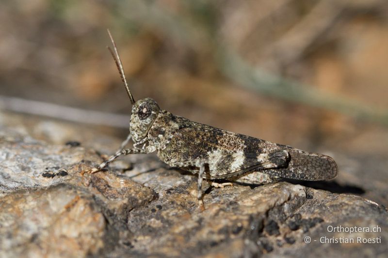 Oedipoda germanica ♂ - CH, VS, Gampel, 10.08.2013