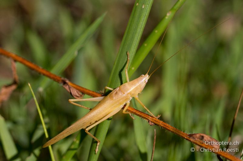 Ruspolia nitidula ♂ - CH, TI, Arzo, 02.09.2013