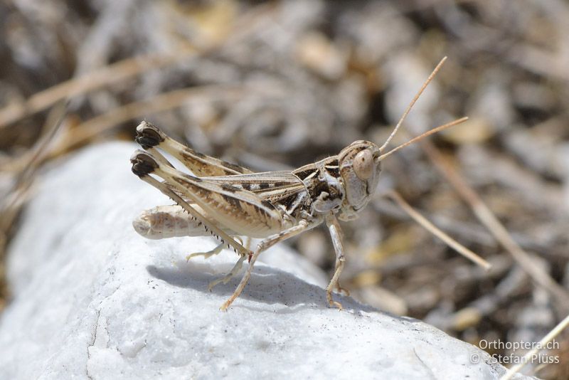 Dociostaurus anatolicus ♂ - GR, Zentralmakedonien, Alistrati, 05.07.2017