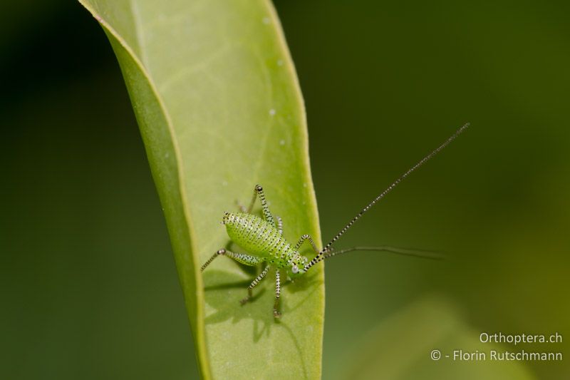 2. Larvenstadium von Leptophyes punctatissima - CH, TG, Immenberg, 21.05.2011