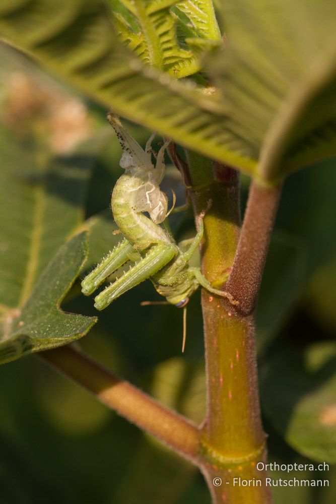 Ägyptische Vogelschrecke (Anacridium aegyptium) bei der Häutung - Westlich von Paramythia, 11.07.2011