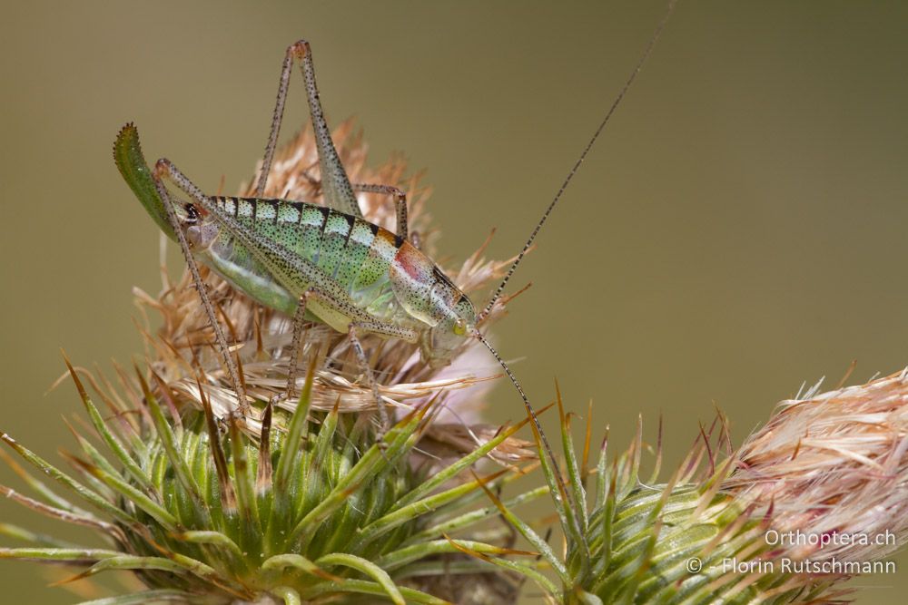 Weibchen von Poecilimon orbelicus - Mt. Pangeon, 11.07.2012