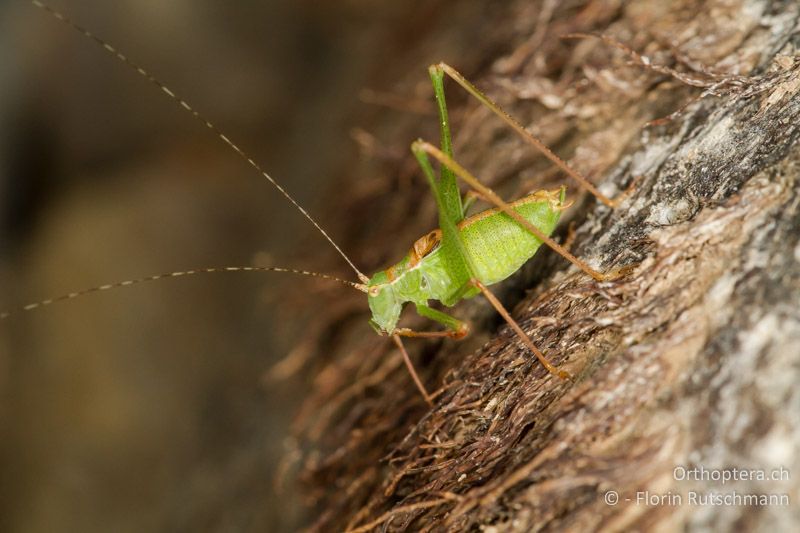 Leptophyes punctatissima ♂ - GR, Thessalien, Meteora, 14.07.2013