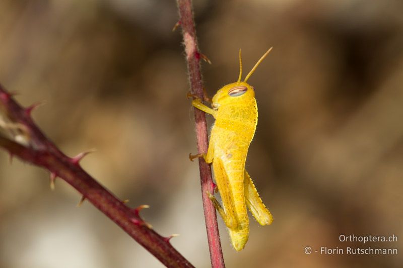 Larve von Anacridium aegyptium - GR, Ostmakedonien, Alexandroupoli, 22.07.2013