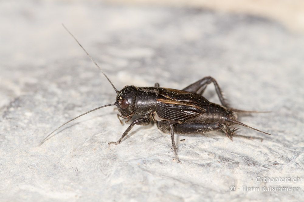 Männchen der Steppengrille (Melanogryllus desertus) - HR, Istrien, Potpićan, 12.06.2014