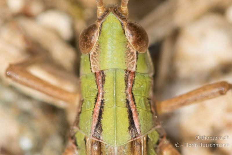 Halsschild Stenobothrus fischeri ♂ - GR, Mittelgriechenland, Mt. Parnassos 15.06.2015