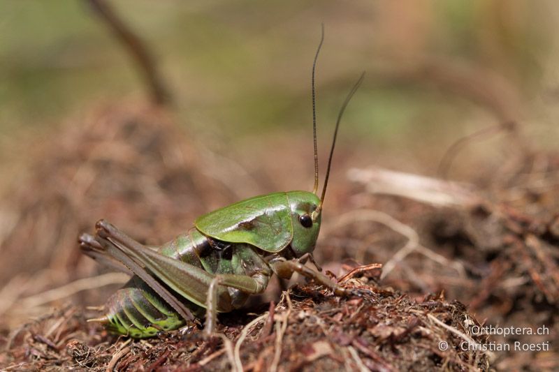 Psorodonotus fieberi illyricus ♂ im zweitletzten Larvenstadium - HR, Istrien, Učka, 01.06.2014