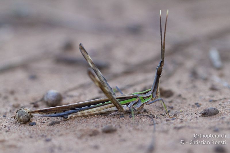 Nasenschrecke, Truxaloides sp. (Vertreter der Acridinae) - SA, Limpopo, Mutale, Pafuri River Camp, 02.01.2015