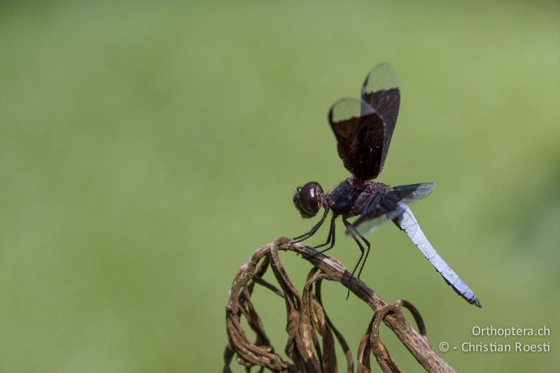 Palpopleura lucia, Lucia Widow ♂ - SA, Limpopo, Mutale, Pafuri River Camp, 04.01.2015