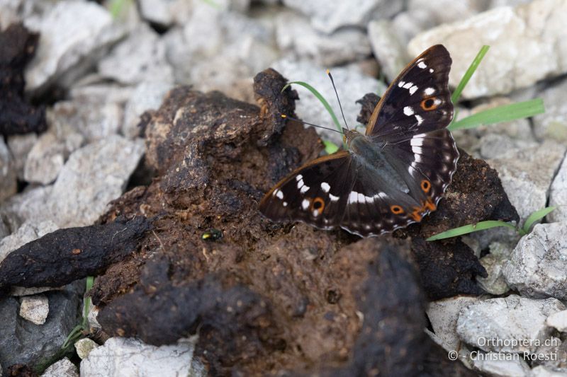 Kleiner Schillerfalter (Apatura ilia) auf Bärenkot