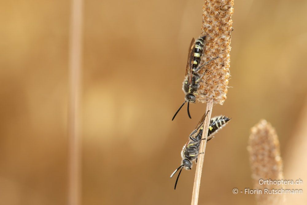 Colpa sexmaculata - GR, Epirus, Preveza, 07.06.2024