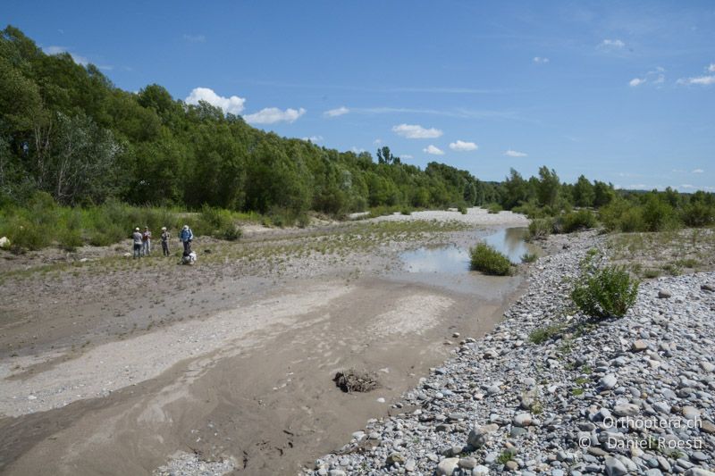 Seitenarm der Durance, Lebensraum von Xya und Paratettix - FR, bei Manosque, 05.07.2014