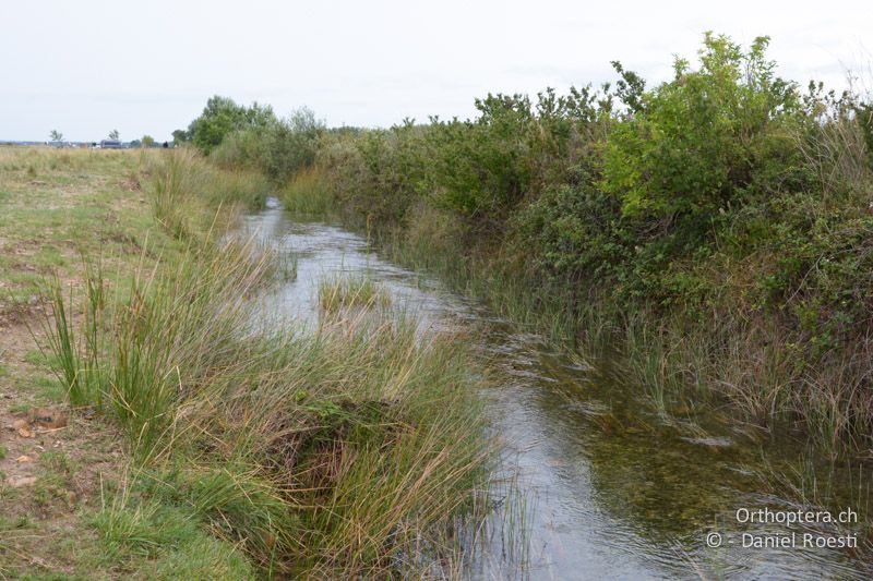 Canal de Vergière, Libellenparadies - FR, Crau, 07.07.2014