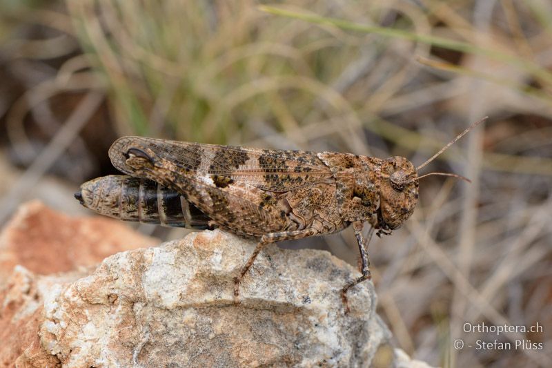 ♀ der Pferdeschrecke (Celes variabilis) - GR, Westmakedonien, Klidi, 09.07.2013