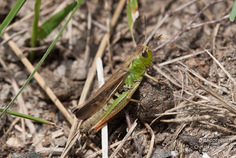 Stauroderus scalaris ♀. Die ♀ tragen am Vorderflügelunterrand oft eine weisse Linie - CH, VS, Cambioula, 21.07.2008